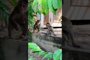 Baby Monkey playing with friends Very happy #shorts #la3 #animals #bae3 #icy