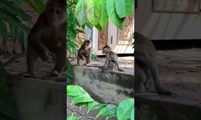 Baby Monkey playing with friends Very happy #shorts #la3 #animals #bae3 #icy