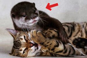 Baby Otter rescued from zoo and grows up with a cat - now they are inseparable