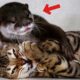 Baby Otter rescued from zoo and grows up with a cat - now they are inseparable