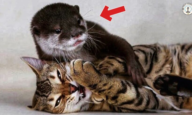 Baby Otter rescued from zoo and grows up with a cat - now they are inseparable