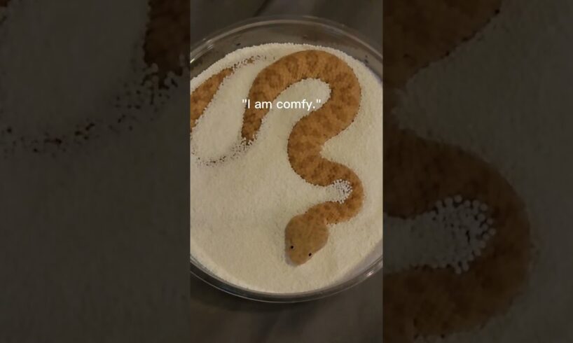 Baby Sand Viper Vs Adult in sprinkles! #sandviper #snakes #reptiles #justababy #babyanimals