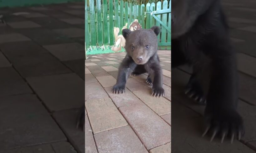 Baby bear first walk 👣