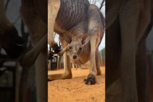 Baby kangaroo is peeking out of the pouch 🥰🦘 #animals #cuteanimals #shorts