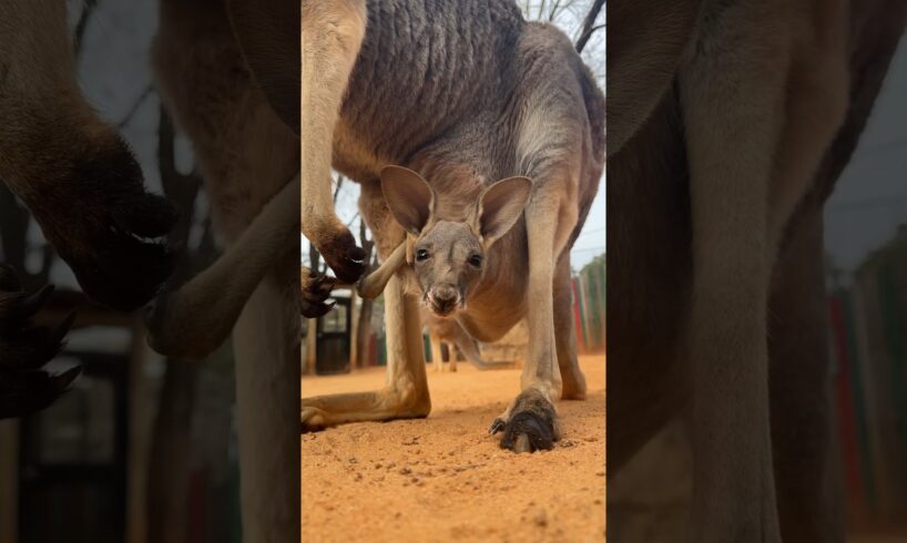 Baby kangaroo is peeking out of the pouch 🥰🦘 #animals #cuteanimals #shorts