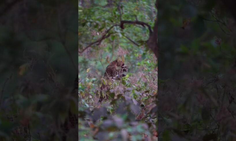 Baby monkey played leopard #animal #wildlife #hunting #Shorts