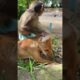 Baby monkey playing dog #shorts #la3 #animals #bae3 #icy