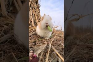 Baby rabbits playing #rabbit #cute #animals #pets #pet #petbunny #bunny #petrabbit #funny