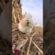 Baby rabbits playing #rabbit #cute #animals #pets #pet #petbunny #bunny #petrabbit #funny