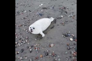 Baby seal don't want people too close for comfort.