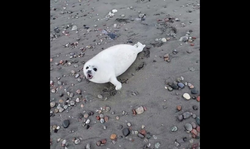 Baby seal don't want people too close for comfort.