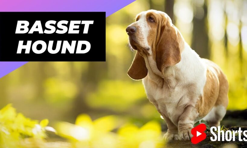 Basset Hound 🐶 One Of The Laziest Dog Breeds In The World #shorts