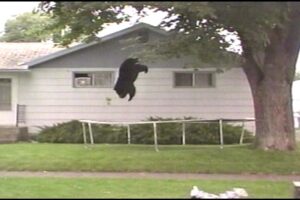 Bear Bounces Off Trampoline