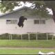 Bear Bounces Off Trampoline