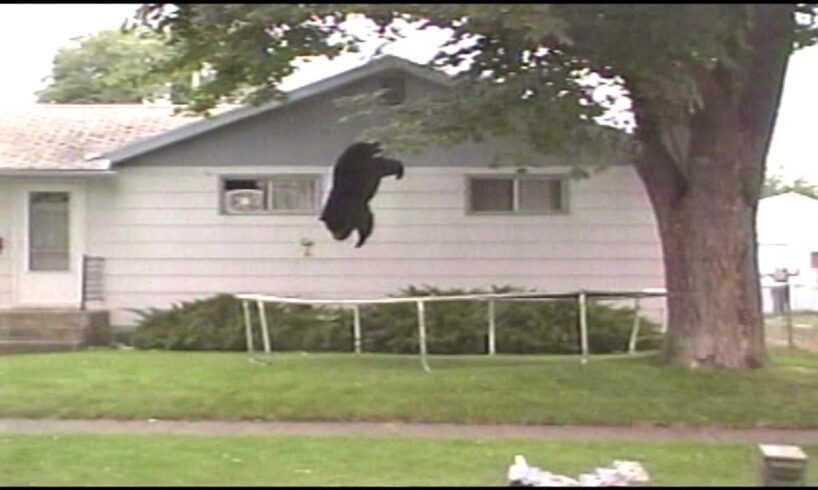 Bear Bounces Off Trampoline