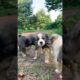 Beautiful friendship - Cute Puppies 😍🐶 #shorts #doglover #puppy #cutedog #viralvideo #shorts