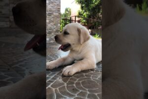 Best evergreen  cute puppies 🥰 |#shorts #minivlog #dog #vlog