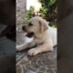 Best evergreen  cute puppies 🥰 |#shorts #minivlog #dog #vlog