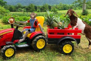 Bim Bim takes the goat to harvest pineapples and goes market sell | full version