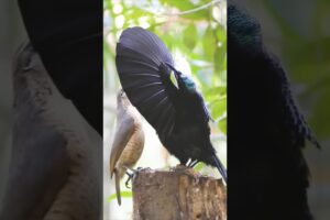 Birds fights #animalshorts #shortvideo #animals #cute #birds #birdslover #trending