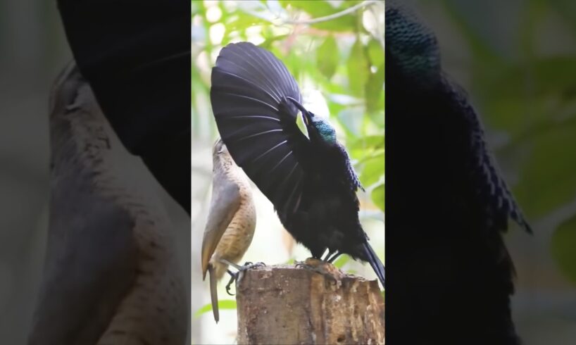 Birds fights #animalshorts #shortvideo #animals #cute #birds #birdslover #trending