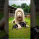 Black cow vs white lion fight for baby #cow #lion #animals #babyanimal #feelings #motherslove