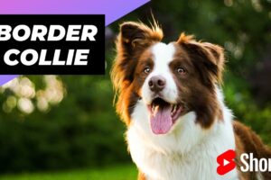 Border Collie 🐶 The Most Intelligent Dog Breed In The World #shorts #bordercollie #dog