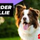 Border Collie 🐶 The Most Intelligent Dog Breed In The World #shorts #bordercollie #dog