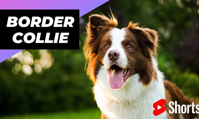 Border Collie 🐶 The Most Intelligent Dog Breed In The World #shorts #bordercollie #dog