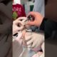 Botfly Removal From Sick Dog (@acc.pcc)