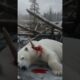 Brave Young Woman Rescues Injured Polar Bear | Wildlife Rescue Story | Polar Bear Saving #polarbear