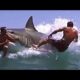 Breathtaking Animal Fights Moments Ever Caught On Camera