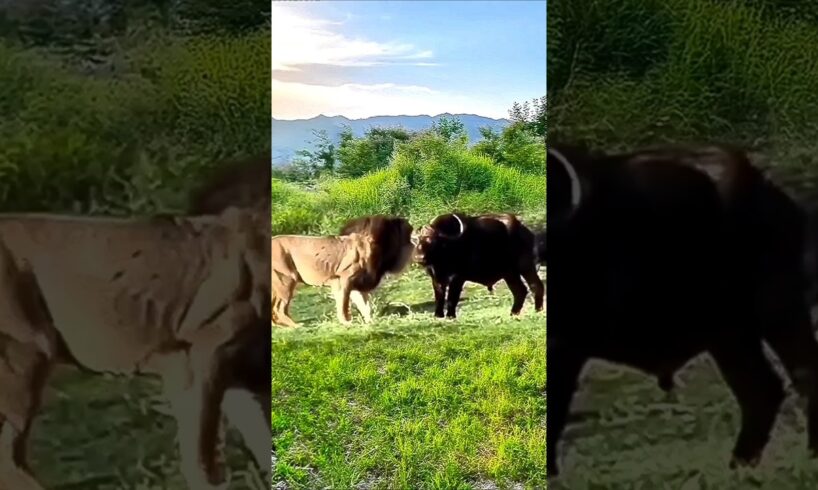 Buffalo Fights Back: Intense Lion vs Buffalo Encounter