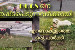 CUTEST PUPPIES | DAILY കാഴ്ചകൾ | Eranakulam park  #dog  #youtubevideo