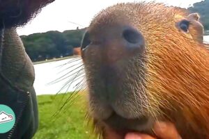 Capybara Makes a Human Friend And Brings Him to the Whole Family | Cuddle Buddies