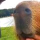 Capybara Makes a Human Friend And Brings Him to the Whole Family | Cuddle Buddies