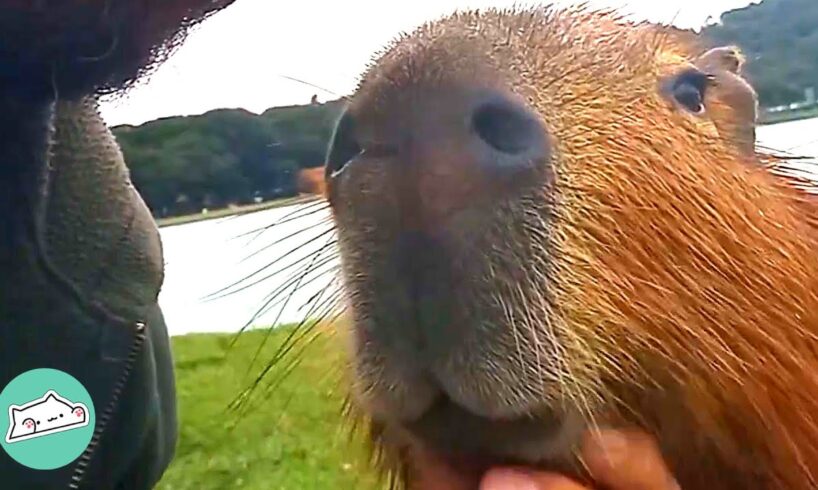 Capybara Makes a Human Friend And Brings Him to the Whole Family | Cuddle Buddies