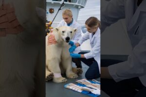 Caring for the Wild Sailors Rescue and Treat a Stranded Polar Bear Animal Rescue Adventure #shorts