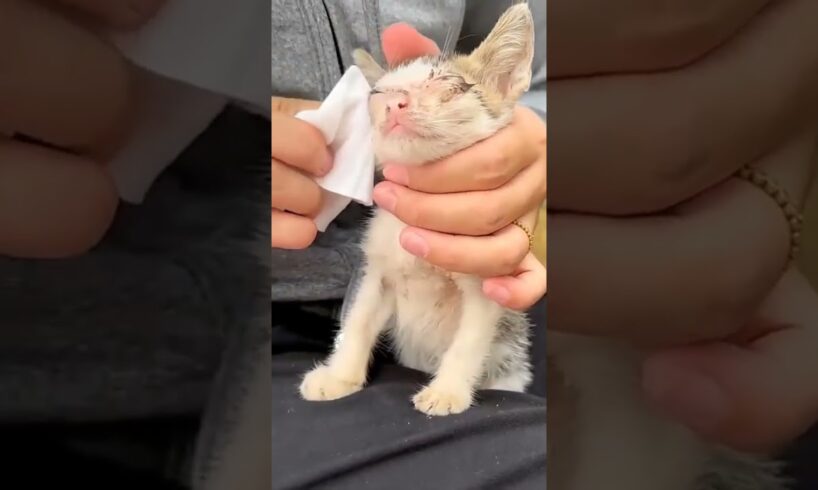 Cat locked in basket left on trash can was luckily rescued #cat #rescuecat #short