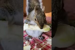 Cat rescues injured squirrel #squirrel #rescuesquirrel #short