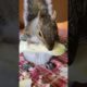 Cat rescues injured squirrel #squirrel #rescuesquirrel #short