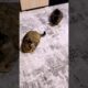 Cats playing #animals #pets #bestfriend #funnyvideos