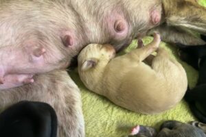 Checking On Octavia the New Mother of Eight Puppies Just after Giving Birth 🥰 - Takis Shelter