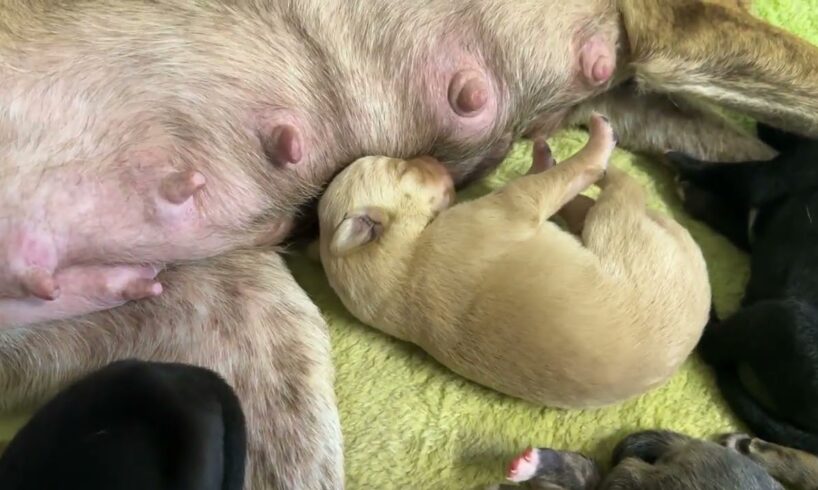 Checking On Octavia the New Mother of Eight Puppies Just after Giving Birth 🥰 - Takis Shelter