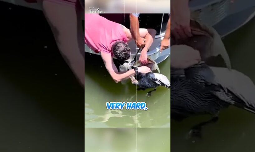 😱Choking Pelican Rescued Just in Time—Watch the Heart-Stopping Moment #animallove