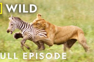 Clash of the Titans (Full Episode) | Animal Fight Night | Nat Geo Wild