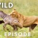 Clash of the Titans (Full Episode) | Animal Fight Night | Nat Geo Wild