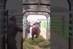 Close call with jumping cow / Fail of the week