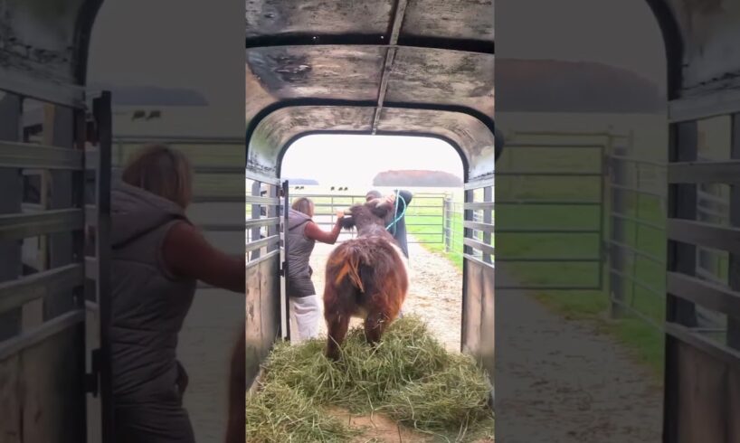 Close call with jumping cow / Fail of the week