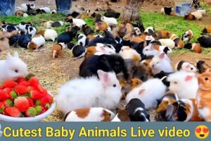 Cute Animals Rabbit As Pets Video | Baby rabbits Playing and Feeding Activities